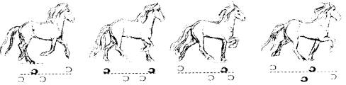 Tölt diagram