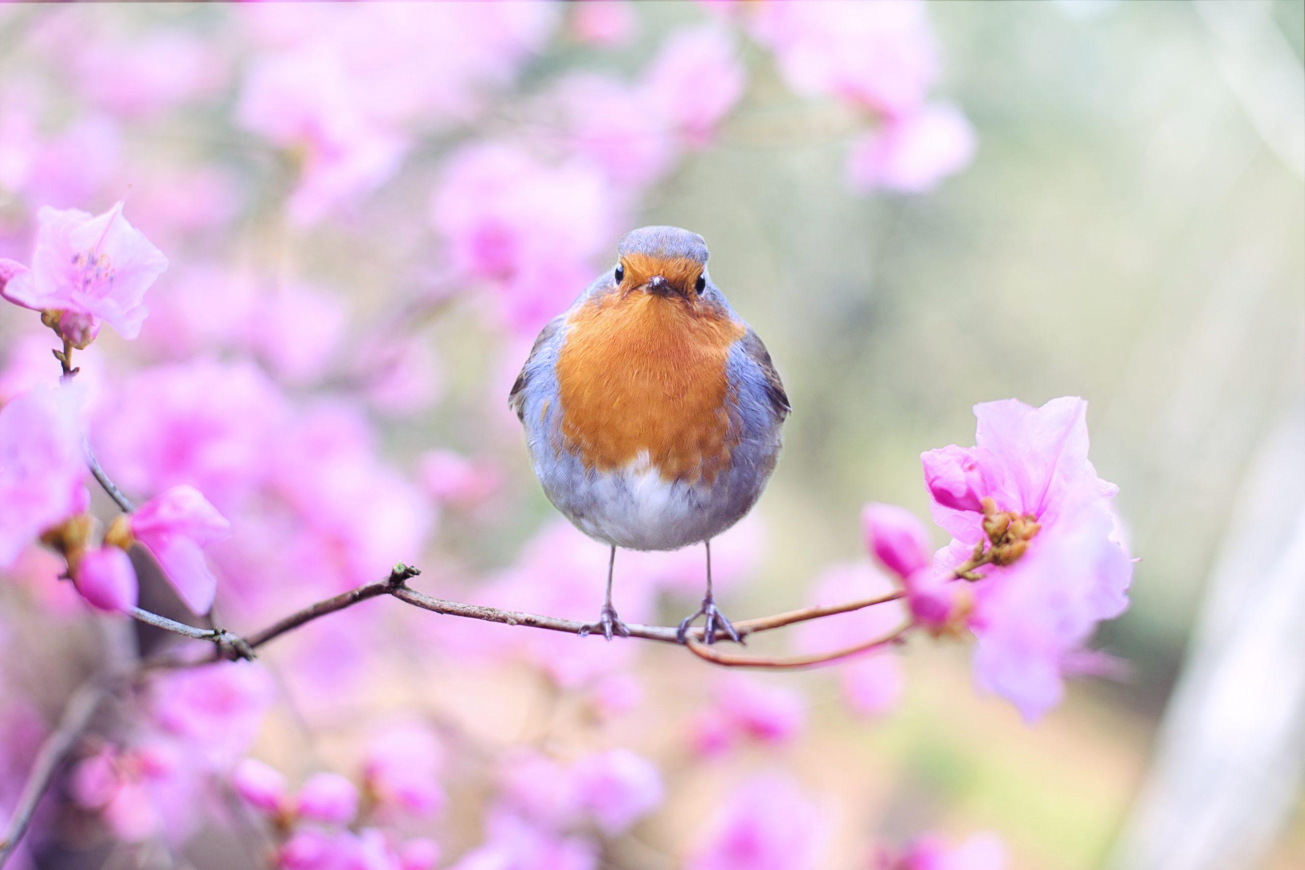 An Early Bird - Robin